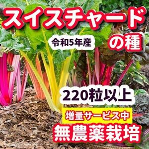 スイスチャード種【220粒以上】★令和5年産・農薬:栽培期間中不使用の種