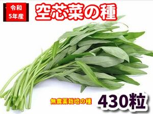 空芯菜種22g【430粒前後】農薬:栽培期間中不使用の種★ベトナムの栽培方法記載