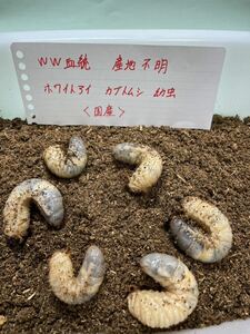 ②新春福袋！ WW血統　ホワイトアイ　カブトムシ幼虫6匹　【国産カブトムシ】　即決設定