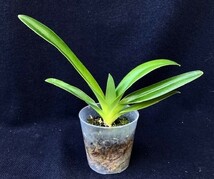 洋蘭 原種 地生蘭 野生蘭 パフィオ Paph.haynaldianum album ‘Royal Crescent’ x self 小型タイプの咲き易い系統_画像4