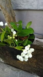 送込☆シラタマカズラ　着生植物　カット苗 珍しい 半ツル性　観葉植物