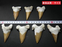 特大 サメの歯 化石 ６０ｍｍ 鮫の歯 corax Shark teeth fossilsモロッコ直輸入 送料無料 No.０２_画像5