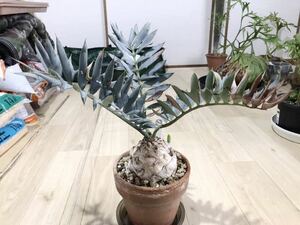 エンセファラルトス ホリダス 苗 Encephalartos Horridus 