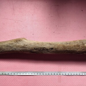 北海道産流木(海で採取)39cm