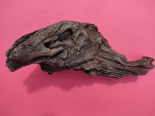 北海道の流木(海で採取)48cm アクアリウム 爬虫類 両生類 オブジェ 鑑賞用