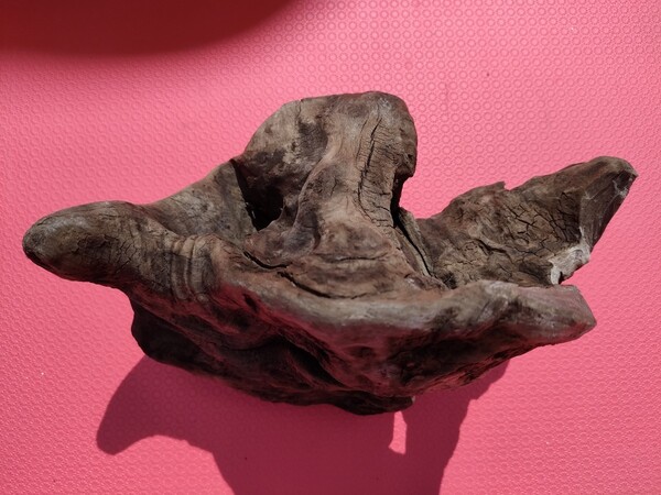 北海道の流木(海で採取)22cm アクアリウム オブジェ 爬虫類 鑑賞用