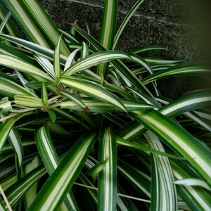 一円スタート　日本春蘭 斑入り　観葉植物　ガーデニング　オリヅルラン　ランナー