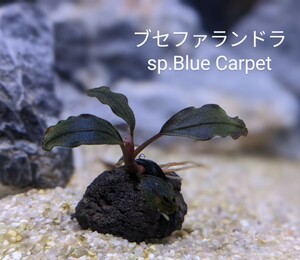 ブセファランドラsp.Blue Carpet（ブルーカーペット）完全水中葉　№5