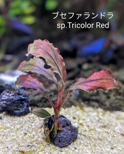 ブセファランドラsp.Tricolor Red（トリコロールレッド）完全水中葉/赤系　№18