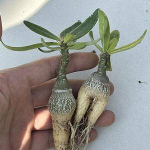 c54 Pachypodium succulentum パキポディウム　サキュレンタム 2株