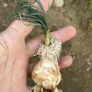 c245貴重植物 現地株 ゲチリス　グランディフローラ Gethyllis grandiflora ゲチリス界のヘルメス1株