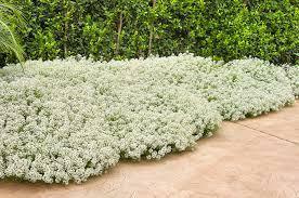 【スーパーアリッサム スノープリンセス】　10.5センチポット苗　とっても大きくなる　ふわふわした感じの白い花