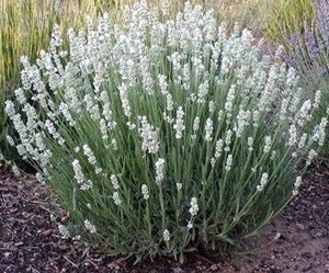 ラベンダー苗『ホワイト』　10.5センチポット　耐寒性宿根草
