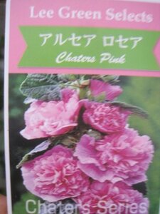 八重咲のアルセア苗『チャターズ　ピンク』　10.5CMポット　耐寒性宿根草　タチアオイ