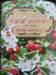 リンゴンベリー苗　話題のスーパーフード　生食　ジャム　ドライフルーツに　耐寒性宿根草