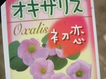 オキザリス苗　『初恋』　10.5CMポット　秋咲き　極小輪のパープルピンク_画像3