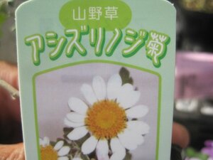 日本原種　菊苗　『アシズリノジギク』　7.5センチポット　耐寒性宿根草