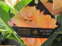 黄金色のポインセチア　『ゴールド』　4号鉢　ユーホルビア FJ_画像7