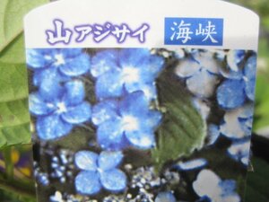 山アジサイ　『海峡』　１２センチポット　紫陽花