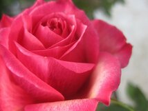 バラ苗　花～蕾つき　『タマラ　コルダナ』　12ポット　　画像は12/8撮影　その3_画像5