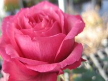 バラ苗　花～蕾つき　『タマラ　コルダナ』　12ポット　　画像は12/8撮影　その3_画像6