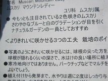 ムスカリの球根　『マウンテンレディ』　5球セット　パーッケージなし　ｍｄ_画像5