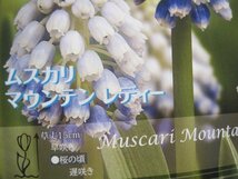 ムスカリの球根　『マウンテンレディ』　5球セット　パーッケージなし　ｍｄ_画像2