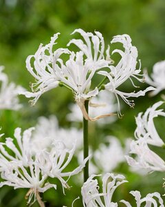 ネリネの球根苗　『シンデレラ』　白花　ポット植え状態　１球　ダイヤモンドリリー