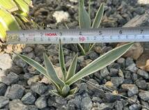 フイリウスバリュウゼツラン アガベ 多肉植物 吹上 地植え 耐寒性 ドライガーデン フィリAgave _画像4