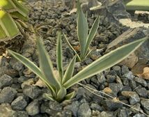 フイリウスバリュウゼツラン アガベ 多肉植物 吹上 地植え 耐寒性 ドライガーデン フィリAgave _画像2