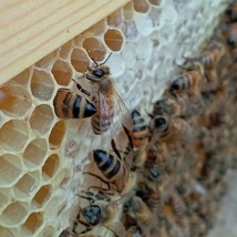 国産 純粋 蜂蜜 はちみつ 300g2本　 パウチ容器_画像3