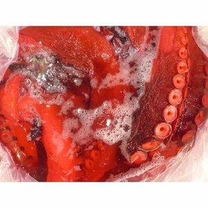 お歳暮) ビックリ極太 酢ダコ 約1kg 北海道産 酢蛸 スダコ すだこ 酢だこ たこ タコ