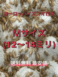 Mサイズ 100匹+増量 ヨーロッパイエコオロギ 送料無料 格安 