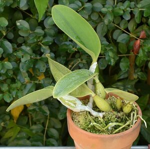 洋蘭カトレア原種 c.walkeriana perola系実生株 開花サイズ