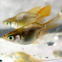 沖ちゃんメダカ【送料無料】メダカ　鳳凰改　ほうおう　ダルマ　ラメ ゴールド　ゴールデン　　稚魚　ヒカリ体型 10匹　2ヶ月_画像4