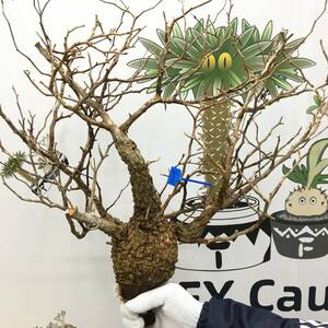 M203 パキプス ベアルート　山採り新鮮オペルクリカリア パキプス Operculicarya Pachypus 塊根植物 観葉植物 