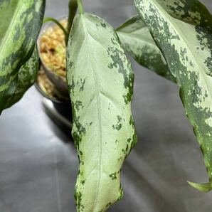 正規タグ付【AZ便】アグラオネマ ピクタム / Aglaonema pictumの画像6