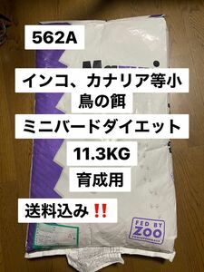  now only! mazurimazli562A 11.3KG Mini bird D rearing for Okinawa and remote island shipping un- possible 