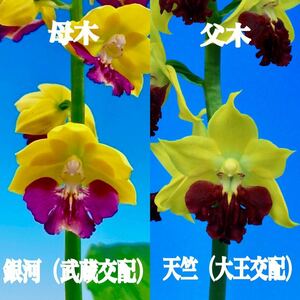 ☆寿峰苑☆「銀河×天竺」未開花開花予想苗///えびね エビネ らん エビネラン カランセ 野生蘭 Cal.