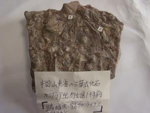 激安！コウモリ石 三葉虫 ドレパヌラの尾板の化石 カンブリア紀 産地 中国 山東省