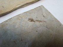 激安！狼鰭魚（Lycoptera）リコプテラ魚化石ジュラ紀白亜紀中国遼寧省3枚一括_画像5