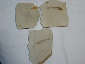 激安！狼鰭魚（Lycoptera）リコプテラ魚化石ジュラ紀白亜紀中国遼寧省両面魚化石3枚一括6匹