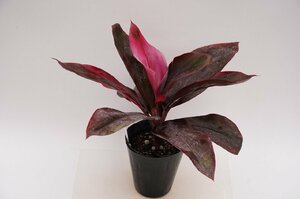 ★TO★タイのティーリーフ　コルディリネ　タイ・チャンプ2017　Cordyline ’Thai Champ 2017’　観葉植物　ドラセナ　4.5号苗　100サイズ