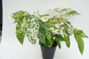 ★TO★かわいいが実付くフィカス・アスペラ　パーセリー　斑入り　観葉植物　Ficus aspera 'Parcelli'　3.5号ポット苗　60サイズ