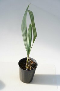 ★TO★シルバーリーフが美しい　サバル・ウレサナ　Sabal uresana　耐寒性ヤシ　実生苗　3.5号ポット植え　小苗　100サイズ