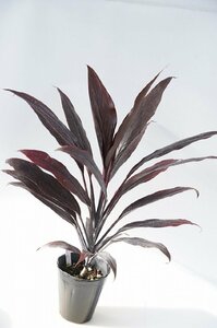 ★TO★ハワイのティーリーフ Cordyline ’Toshi's Black’　コルディリネ トシズブラック　ドラセナ　観葉植物　4.5号苗 現品　120サイズ