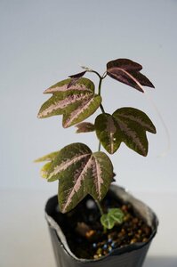 ★TO★葉が美しい観葉時計草　ゴシキバトケイソウ　パッシフローラ・トリファスキアタ　Passiflora trifasciata　3号苗　現品　60サイズ