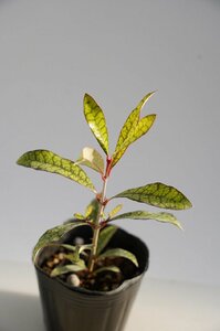 ★TO★モーリシャスの珍種　Myonima obovata（＝Ixora borboniae?)　イクソラ　サンタンカの仲間　3号ポット苗　現品　60サイズ