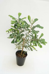 ★TO★オーストラリア花木 バンクシア・インテグリフォリアの挿し木苗　Banksia integrifolia　コーストバンクシア 4.5号ポット　100サイズ