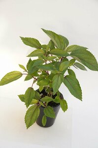 ★TO★ハワイのお茶の木　ママキ　Pipturus albidus　ピプトゥルス・アルビドゥス　有用植物　観葉植物　4.5号ポット苗　現品　100サイズ